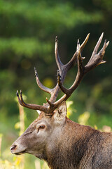 Red deer, cervus elaphus, observing in nature in sunlight from colse-up. Wild stag with huge antlers looking from profile in springtime. Detail of herbivore mammal watching around.