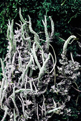 Foliose Lichen texture on the tree. Highly detailed fungus and moss in the outdoors forest.