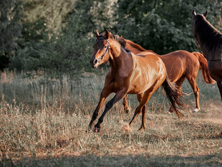 Beautiful bay horse running free