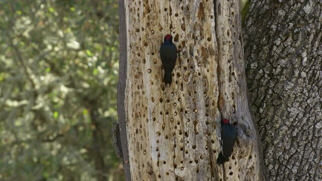 Acorn woodpeckers on tree