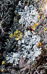 Foliose Lichen texture on the tree. Highly detailed fungus and moss in the outdoors forest.