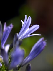 Fototapeta premium Flower