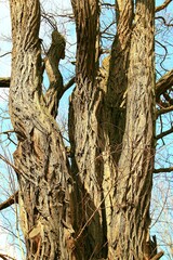 Pawłosiów, Park, Przyroda, Drzewa, Natura, Kapliczka © woodyd