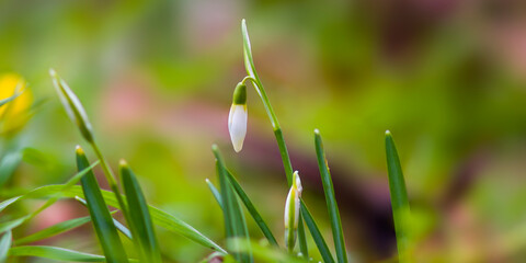 a soft flower blossom in a nature garden