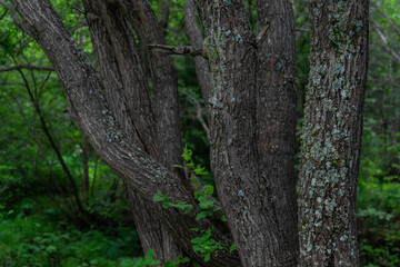 many gray tree trunks with moss patterns and light green foliage stand in forest