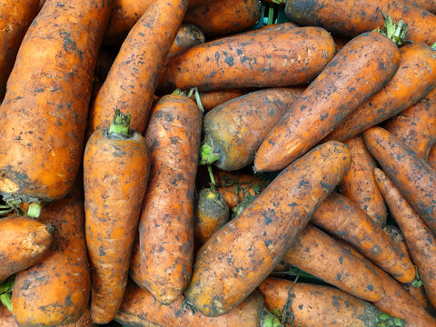 A bunch of carrots top view, full screen image