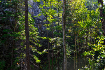 coniferous thin trees in forest in  light of  sun with on the background of blue rock