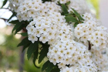 white lilac flowers