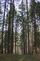 forest in the city in the summer