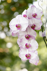 White pink orchid flowers