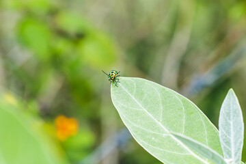 Metallic beetle on a green leaf