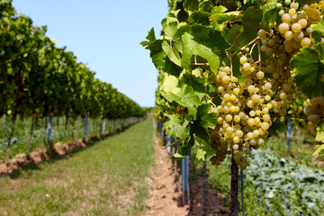 Fototapeta na wymiar Grüne Weintrauben an Weinreben an einem sonnigen Spätsommertag