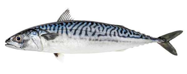 Atlantic mackerel fish isolated on white background - obrazy, fototapety, plakaty
