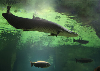 Fish under water. Arapaima fish - Pirarucu Arapaima gigas one largest freshwater fish. Fish in the aquarium behind glass.
