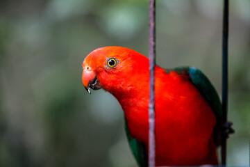 A male King Parrot sitting in a feeder in bushland, Queensland, Australia