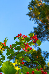 red, berries