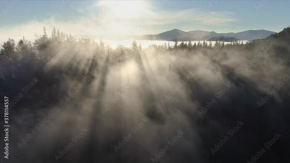 Poster magnificent rays of the rising sun make their way through the clouds and tree branches. flying throu