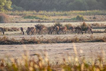 Herd of female deer in the process of bellowing during mating season. Marismas del Rocio Natural...