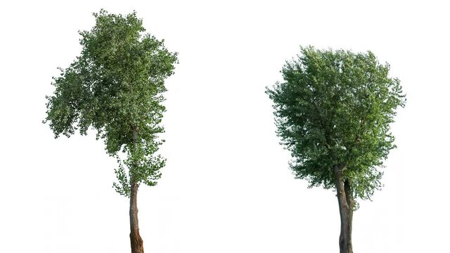 High quality 4K 10bit footage of trees on the wind isolated on white background.  Made from 14bit RAW