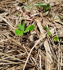 Photo of Burclover plant in a roadside, Scientific name Medicago polymorpha is a plant species of the genus Medicago