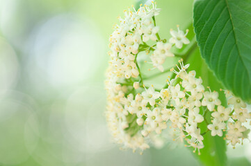 晴れやかな季節