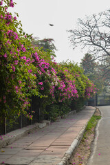 A mesmerizing view of flowers.