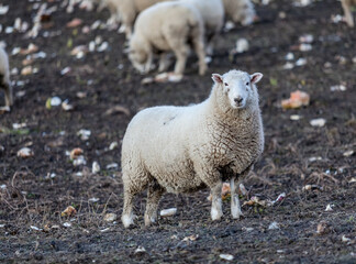 A Corriedale sheep looking at the camera in a field with others busy grazing behind it, near Arrow Junction, Otago, New Zealand. © Phil