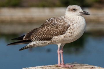 Yellow-legged Gull Larus michahellis Costa Ballena Cadiz