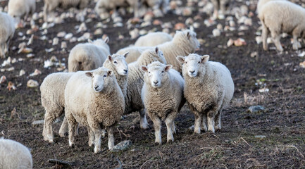 Three Corriedale sheep looking at the camera in a field with others busy grazing behind it, near...