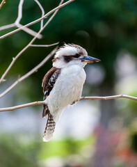 The laughing kookaburra sits on a branch, it is a carnivorous bird native to the eastern mainland Australia, A common and familiar bird, this species of kookaburra is well known for its laughing call.