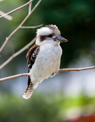 The laughing kookaburra sits on a branch, it is a carnivorous bird native to the eastern mainland Australia, A common and familiar bird, this species of kookaburra is well known for its laughing call.
