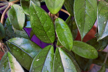 tropical creeper leaves with rain drops close up
