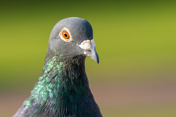 Rock Pigeon Columba livia Costa Ballena Rota Cadiz