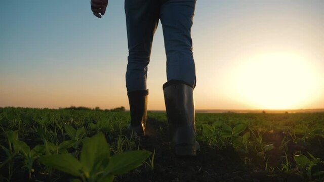 A male farmer is walking in rubber boots in a field with green sprouts. Agronomist's feet on the background of dust from the fertile dry soil. Silhouette of a gardener at sunset.