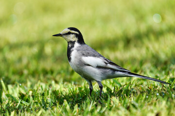 Fototapeta premium 芝生に映えるハクセキレイ