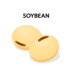 Soybean vector. Soybean on white background. free space for text.