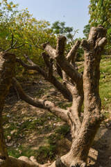 A branches of old plant create illusion.