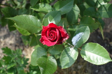 Red flower of rose in the garden in May