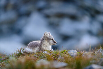 Wild Arctic fox cub (Vulpes lagopus) in Dovre mountains, Norway