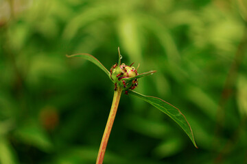 peony bud in ants in the garden on a green blurred background c