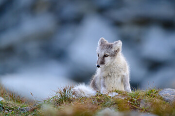 Wild Arctic fox cub (Vulpes lagopus) in Dovre mountains, Norway