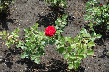 Single red flower of rose in the garden in May