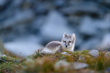 Wild Arctic fox cub (Vulpes lagopus) in Dovre mountains, Norway