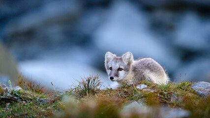 Wild Arctic fox cub (Vulpes lagopus) in Dovre mountains, Norway