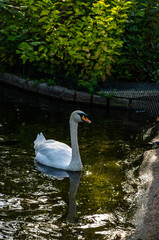 Photo of a white adult swan swimming on a lake during a sunny day