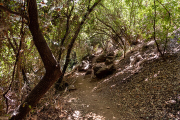 A path  in the shade of trees along the banks of the rapid mountainous Hermon River with crystal clear water in the Golan Heights in northern Israel