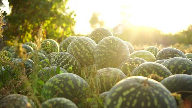 A pile of watermelons in the field at sunset