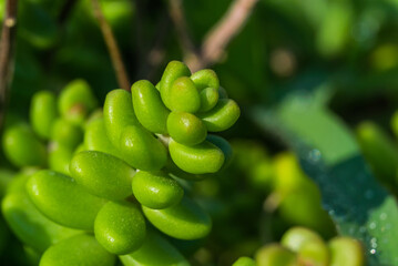 Closeup of green ornamental plant in the park
