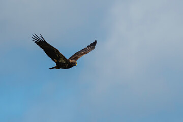 Immature Bald Eagle Soaring