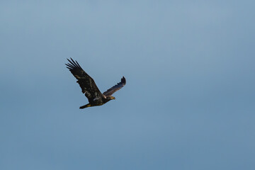 Immature Bald Eagle Soaring